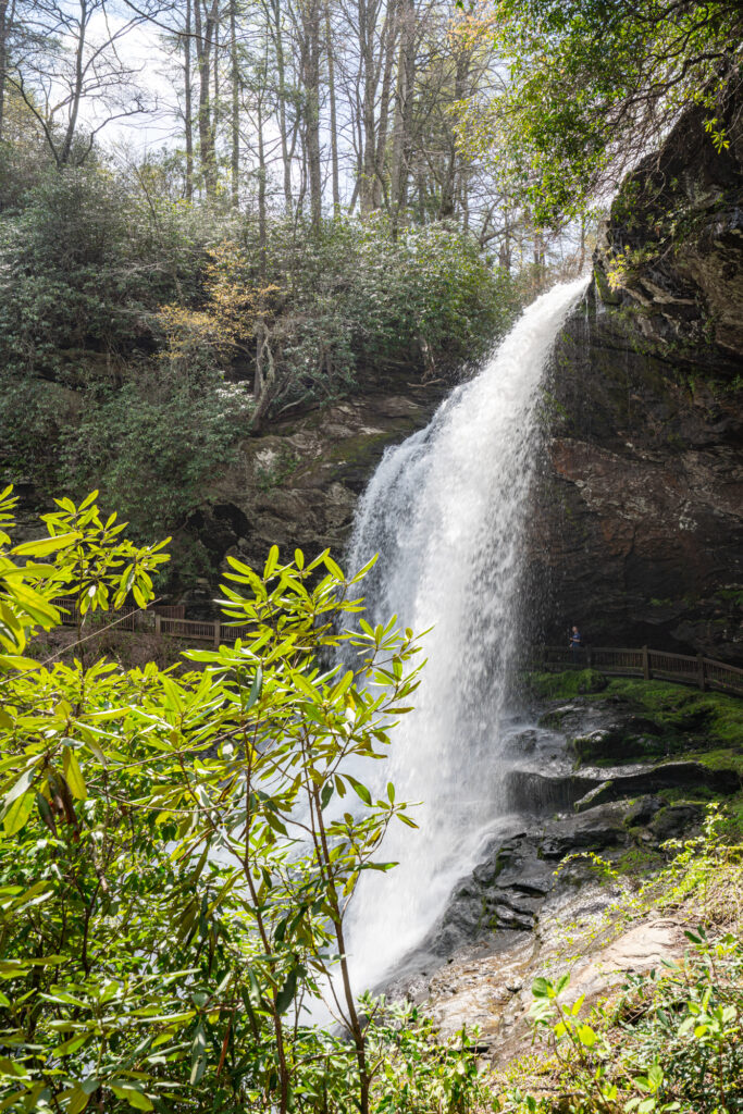 view from dry falls north carolina from the end of the out and back trail with a small tree visible in the bottom left