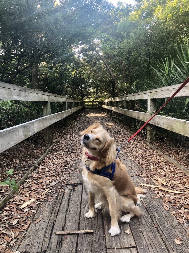 ranger storm, who is a yellow dog, sitting on a boardwalk in the shade of hope pole creek nature preserve one of the best things to do in atlantic beach north carolina