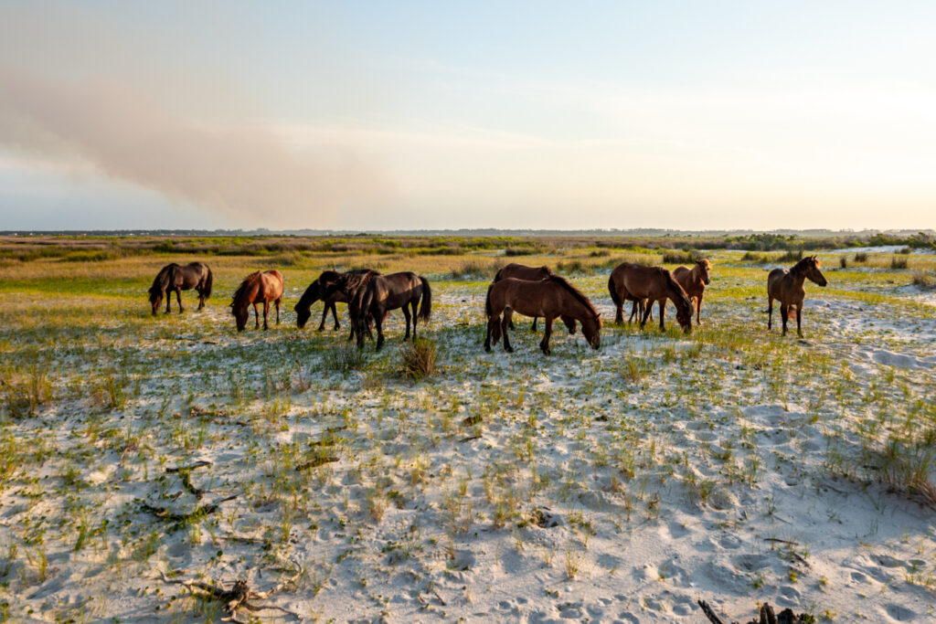 wild horses on the sand on the crystal coast north carolina